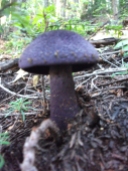 The One and Only Purple Mushroom